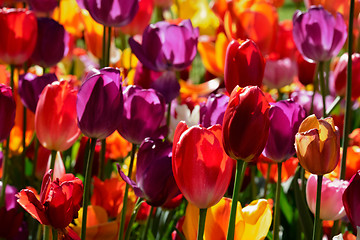 Image showing Blooming tulips flowerbed in Keukenhof flower garden, Netherland