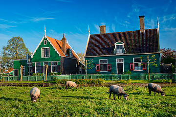 Image showing Sheeps grazing near farm houses in the museum village of Zaanse