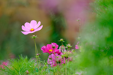 Image showing Flowers on a meadow in Aalen