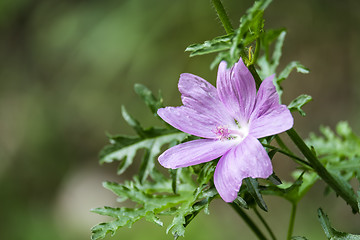 Image showing Flowers in Garmisch-Partenkirchen