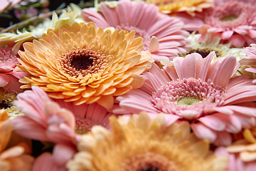 Image showing Close-up of bright fresh pink and orange gerberas. Spring concept