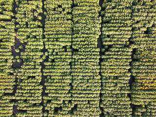 Image showing Natural agricultural sunflowers field , aerial view from drone at summer time. Top view.