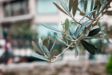Image showing green olive branch