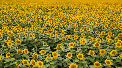 Image showing Panoramic view from drone to natural yellow field with sunflowers at summer sunny day.