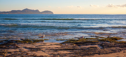 Image showing Sunset by the sea with gulls