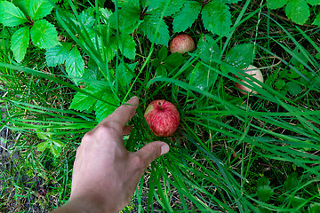 Image showing A man\'s hand picks up a ripe apple from the grass in the garden. The concept of a eco-friendly food. Top view