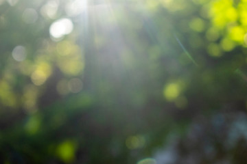 Image showing Natural sunny bright blurred background bokeh green foliage. A b