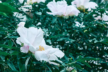 Image showing beautiful white Peony in the garden