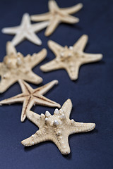 Image showing Starfish closeup on deep blue.