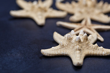 Image showing Starfish closeup on deep blue.