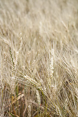 Image showing Grain field in the rural landscape.