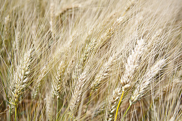 Image showing  Closeup image of wheat field. 