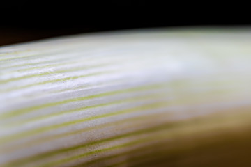 Image showing Closeup of white fresh leek