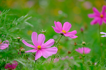 Image showing Flowers on a meadow in Aalen