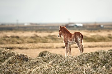 Image showing Small, young horse in Iceland