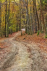 Image showing Autumn forest path between trees