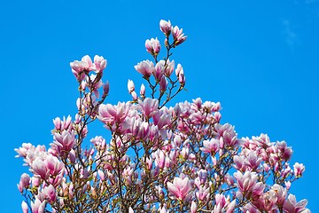 Image showing Magnolia tree blossom