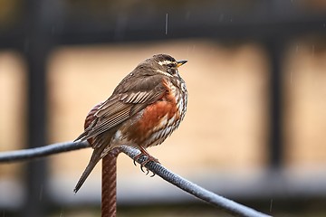 Image showing Redwing sitiin on a wire