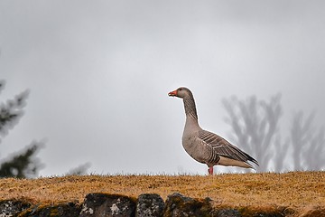 Image showing Goose on rainy field in Iceland