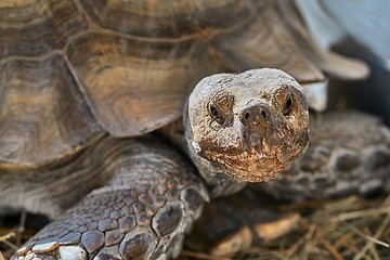 Image showing African spurred tortoise