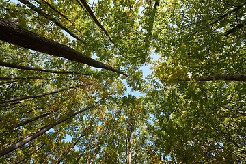 Image showing Forest looking up