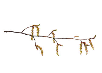 Image showing Spring tree branch with flowers on white