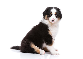 Image showing Australian shepherd puppy