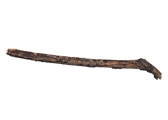 Image showing Dry tree branch on white