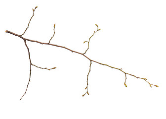 Image showing Spring tree branch on white