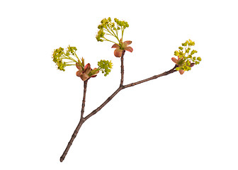 Image showing Spring tree branch with flowers on white