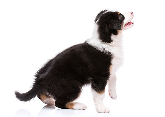 Image showing Australian shepherd puppy