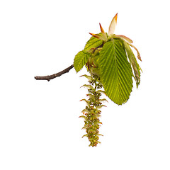 Image showing Spring tree branch with flowers on white