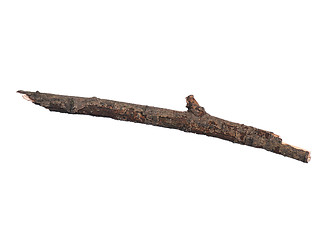 Image showing Dry tree branch on white