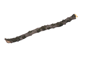 Image showing Dry tree branch on white