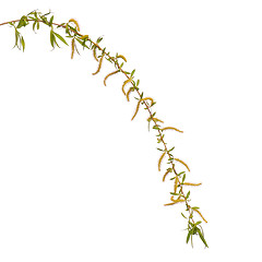 Image showing Spring tree branch with flowers on white