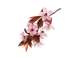 Image showing Spring tree branch with flowers on white