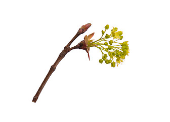 Image showing Spring tree branch with flowers on white