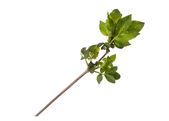 Image showing Spring tree branch on white