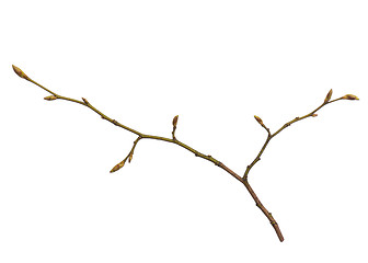 Image showing Spring tree branch on white