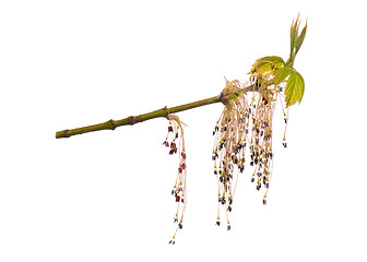 Image showing Spring tree branch with flowers on white