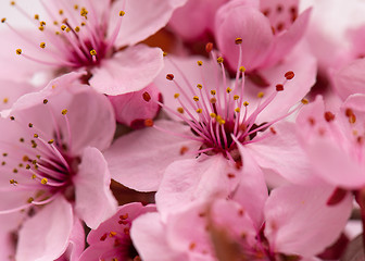 Image showing Cherry blossom flowers