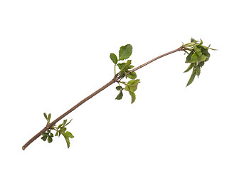 Image showing Spring tree branch on white