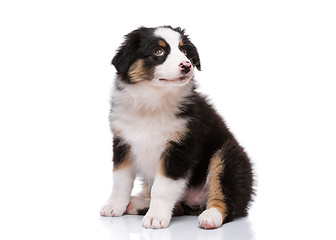 Image showing Australian shepherd puppy