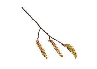 Image showing Spring tree branch with flowers on white