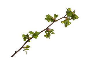 Image showing Spring tree branch on white