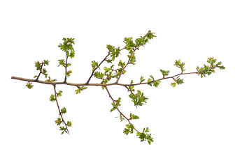 Image showing Spring tree branch on white