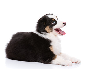 Image showing Australian shepherd puppy