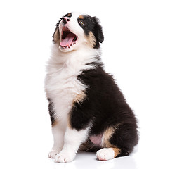 Image showing Australian shepherd puppy