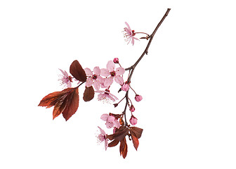 Image showing Spring tree branch with flowers on white