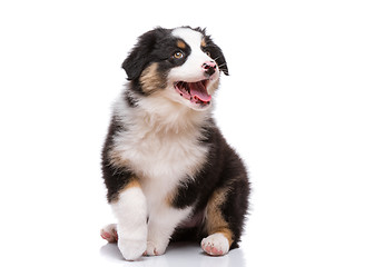 Image showing Australian shepherd puppy